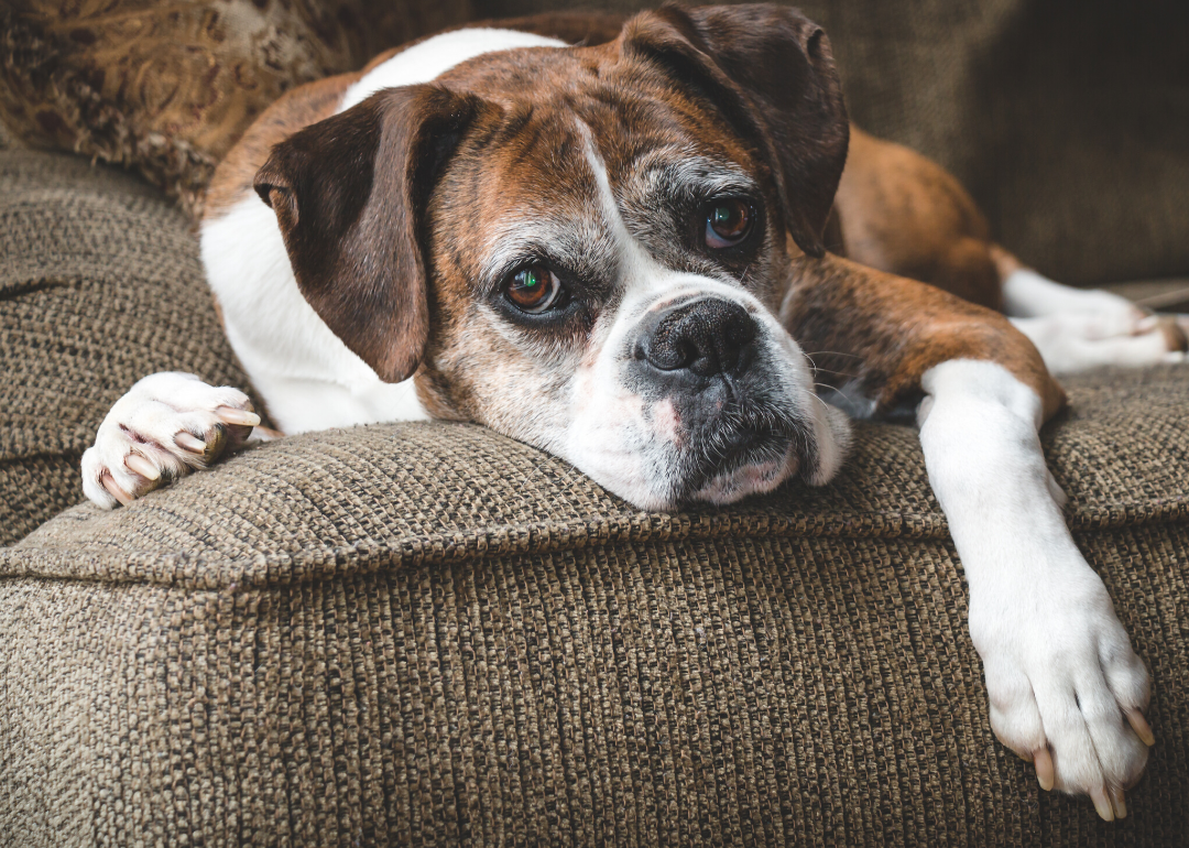 Elderly dogs can have dementia